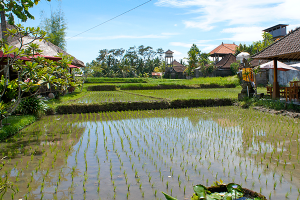 Open-air restaurant Rai Pasti Warung.