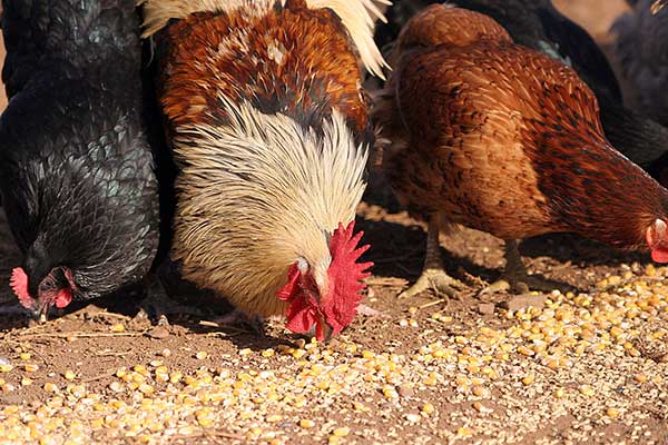 Chickens_eating