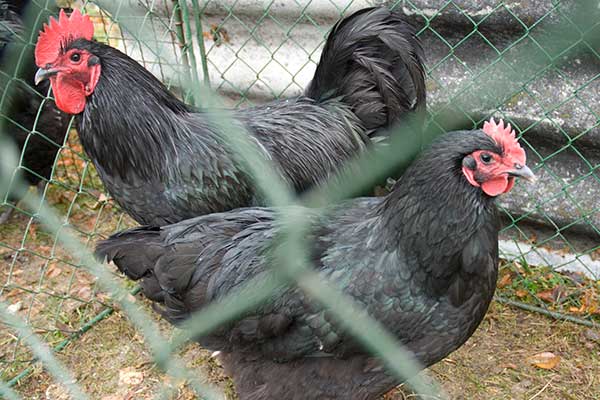 chicken-Black_Australorp
