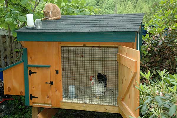 chickens-coop