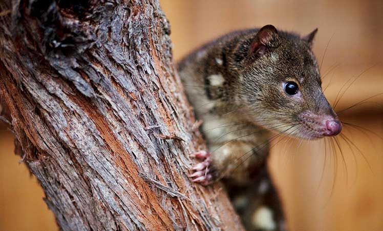 Quoll-credit-Lucia-Griggi