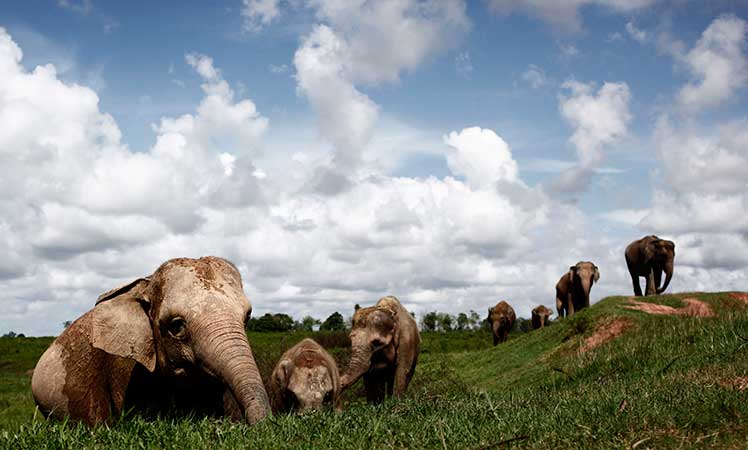 Sumatran-elephants