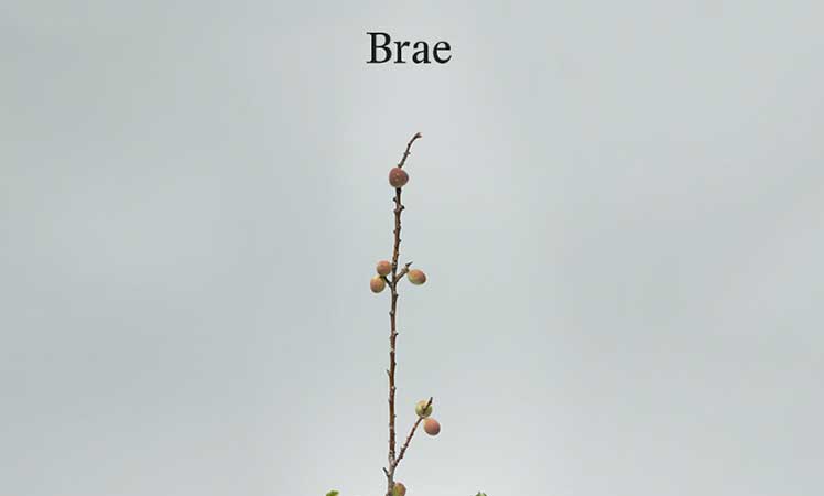 brae