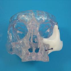 Anatomics scull