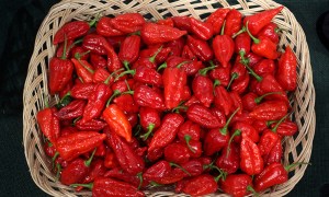 Blast out the flu with some fiery chilli. 