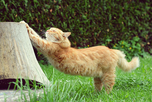 Fluffy, adorable ... and, potentially, a tax break too. Source: Sourcebottle.