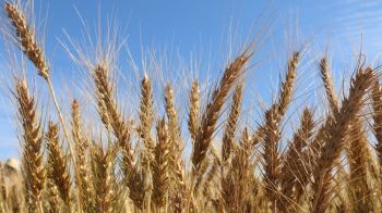 Victorian grain farmers are calling for more regulation for grain traders.