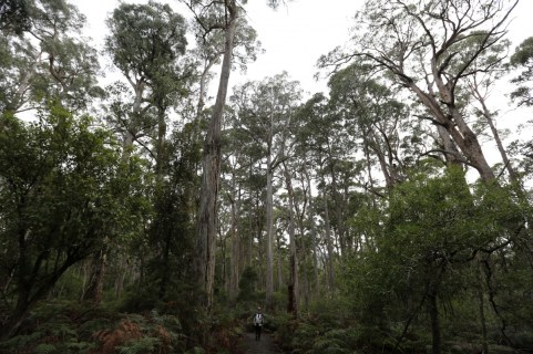 newdaily_240614_tasforests2
