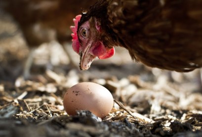 newdaily_290614_chicken3