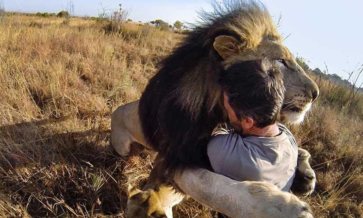 GoPro-Lion