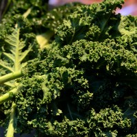 Kale. Source: AAP.
