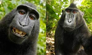 Macaque-self-portrait