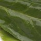 Spinach