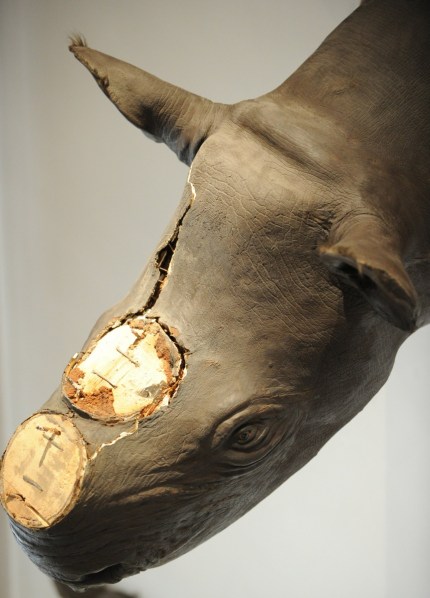 newdaily_020714_Rhino