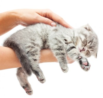 kitten sleeping