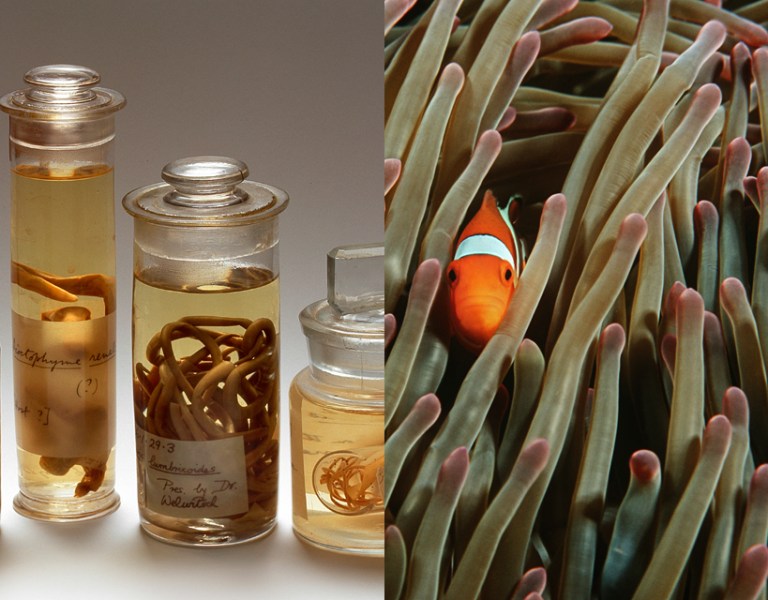 Hookworms and sea anemone. Source: AAP.