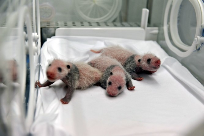The babies in the incubator. Photo: AAP