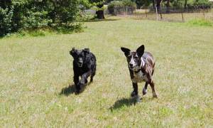 Curly and Rosie, Louise Oldfield's dogs.