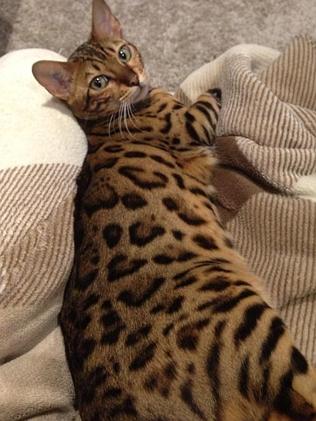 Feeling better: Talia's cat Ciba. Photo: Facebook