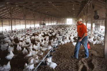 Poultry workers