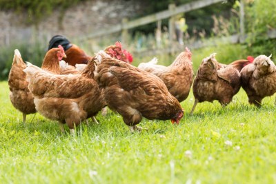 Freerange