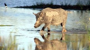 wild pig