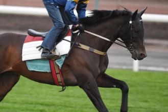 Araldo crossed the finish line. He died later at Werribee Veterinary Hospital. Photo: Getty