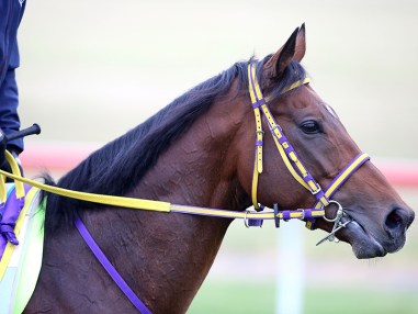 Getty. Admire Rakti during trackwork at Werribee on November 3.