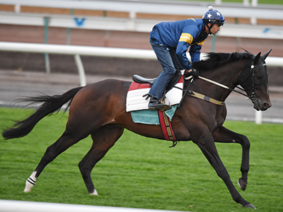 Dwayne Dunn riding Araldo during a trackwork session on the course proper at Flemington Racecourse on October 28, 2014 in Melbourne, Australia. (Photo by Vince Caligiuri/Getty Images)
