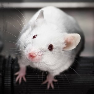mouse-051114-newdaily