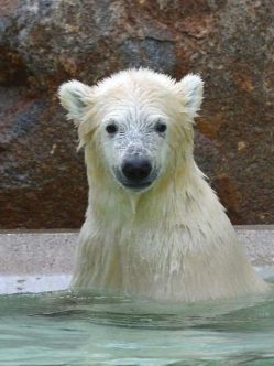 A polar bear cub. Photo: Getty