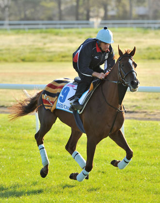 Fourth time runner Red Cadeaux will be a sentimental favourite. Photo: Getty