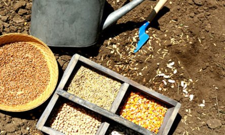 creeds-community-garden