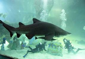 shark-acquarium-thenewdaily-171214