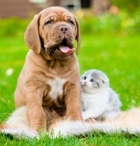 Summer pets