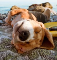 Summer puppy