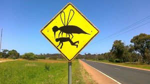 Mosquito eating man