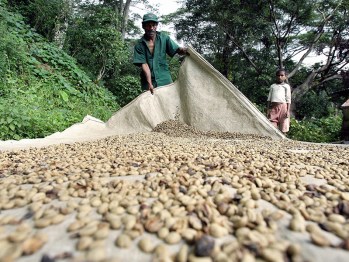 TO GO WITH AFP STORY "TIMOR-ECONOMY-COFF