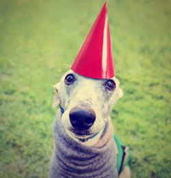 Greyhound