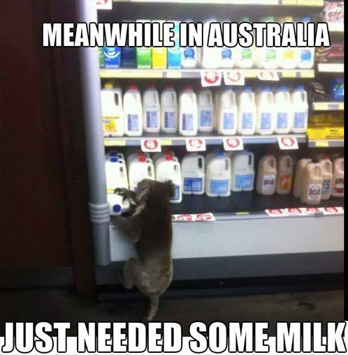 koala
