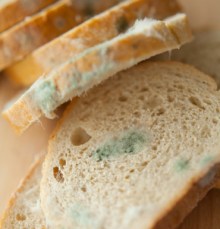 Mouldy bread