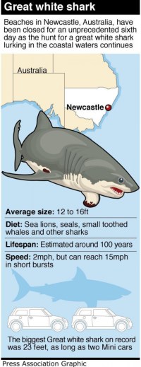 Newcastle shark