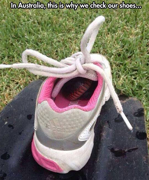 shoe