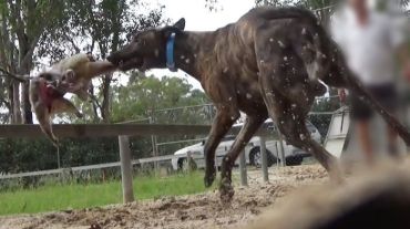 The state government has responded to this week's ABC Four Corners program by having the Greyhound Racing New South Wales Board and CEO stand aside.
