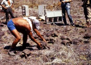 Repatriation of saddleback tortoises to Pinzón in 1971. Photo: Facebook Galapagos Conservancy.