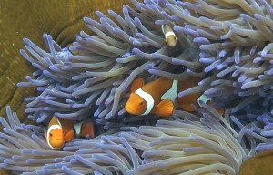 The Great Barrier Reef is home to some of the most diverse marine life in the world. Photo: Getty Images.