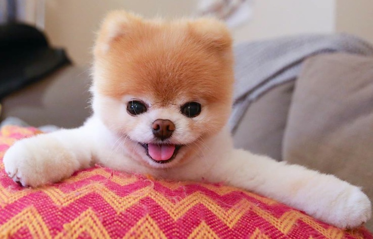 boo the dog