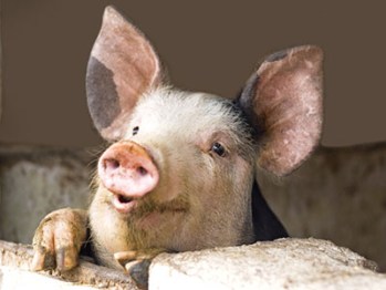 pig-060315-newdaily