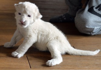 An white lion cub that was abandoned. Photo: Getty Images.