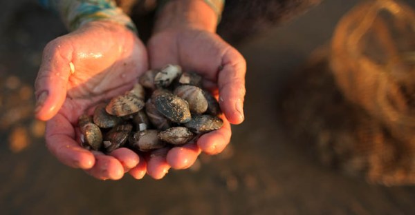 clam